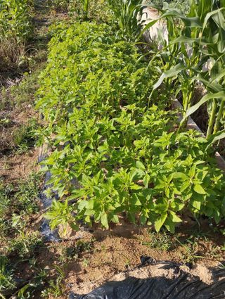 최병우님의 👩🏻‍🌾7월 농작업 계획 · 참여글 작성글 사진