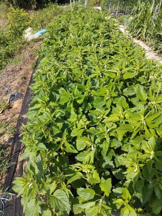 최병우님의 👩🏻‍🌾7월 농작업 계획 · 참여글 작성글 사진