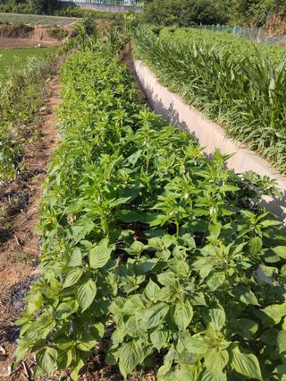 최병우님의 👩🏻‍🌾7월 농작업 계획 · 참여글 작성글 사진