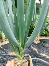 팜모닝 파·영농일지 게시글 이미지