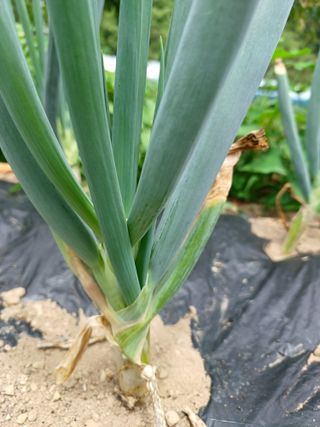 배경수 님의 파 · 영농일지 작성글 사진