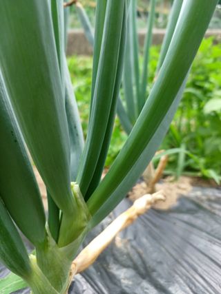 배경수 님의 파 · 영농일지 작성글 사진