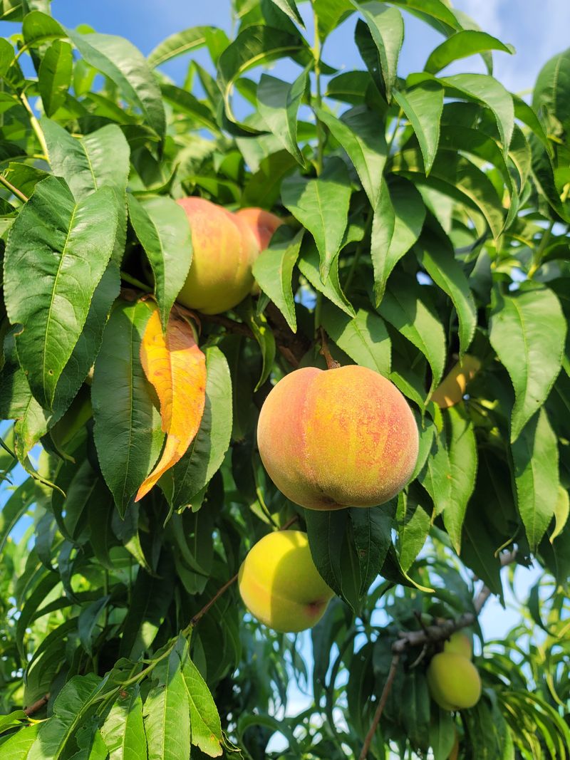 장터 상품 [복숭아 백도] 썸네일