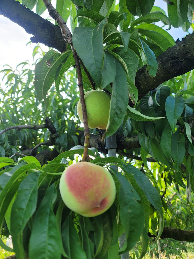 김재현님의 장터 판매 상품 [복숭아 백도] 첨부 사진