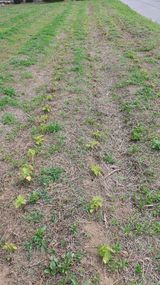 팜모닝 들깨·영농일지 게시글 이미지