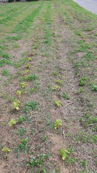 황의성님의 들깨 · 영농일지 작성글 사진