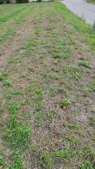 황의성님의 들깨 · 영농일지 작성글 사진