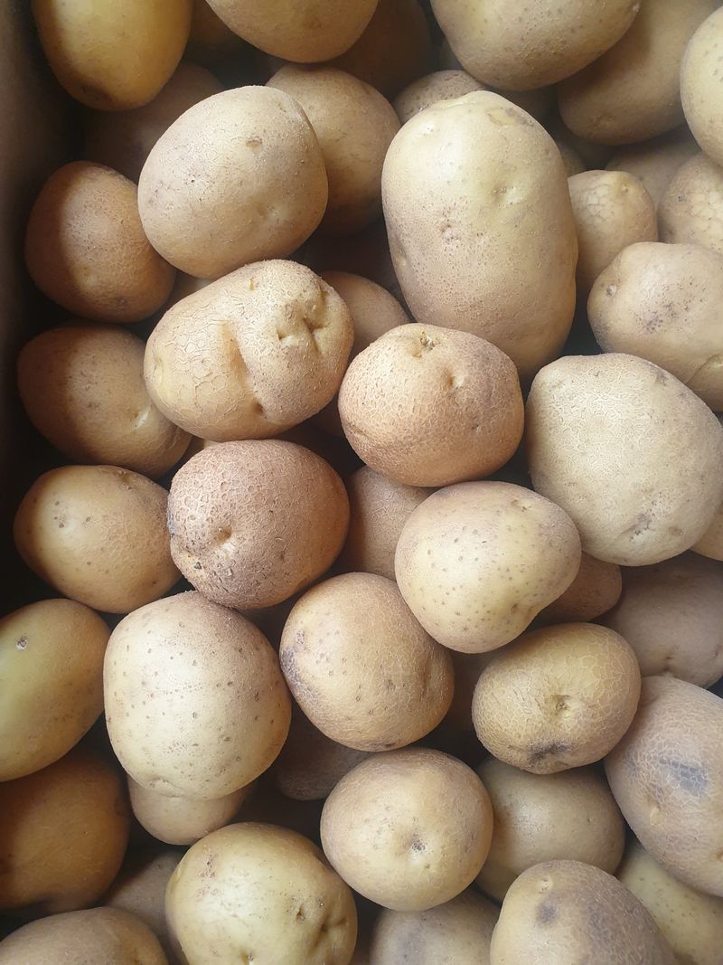 장터 상품 [감자 20Kg] 썸네일