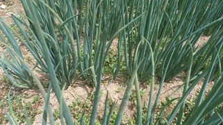 김근수회원님의 파 · 병해충상담 작성글 사진