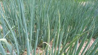 김근수회원님의 파 · 병해충상담 작성글 사진