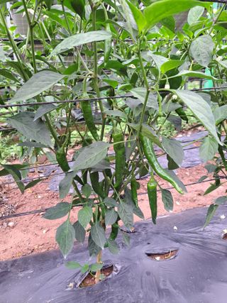 정자형님의 👩🏻‍🌾7월 농작업 계획 · 참여글 작성글 사진