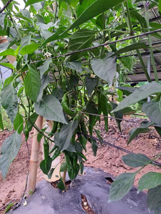 정자형님의 👩🏻‍🌾7월 농작업 계획 · 참여글 작성글 사진