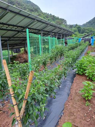 정자형님의 👩🏻‍🌾7월 농작업 계획 · 참여글 작성글 사진