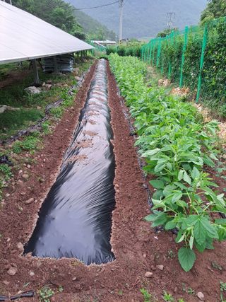 정자형님의 👩🏻‍🌾7월 농작업 계획 · 참여글 작성글 사진
