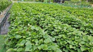 정금기님의 👩🏻‍🌾7월 농작업 계획 · 참여글 작성글 사진