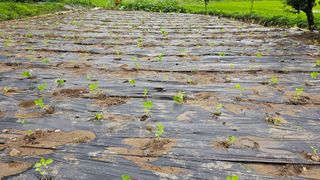정금기님의 👩🏻‍🌾7월 농작업 계획 · 참여글 작성글 사진