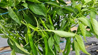 정금기님의 👩🏻‍🌾7월 농작업 계획 · 참여글 작성글 사진