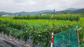 정금기님의 👩🏻‍🌾7월 농작업 계획 · 참여글 작성글 사진