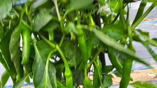 정금기님의 👩🏻‍🌾7월 농작업 계획 · 참여글 작성글 사진