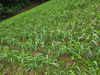 오명희 님의 자유주제 · 자유게시판 작성글 사진