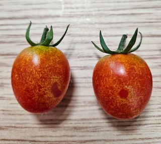 이정수님의 토마토 · 병해충상담 작성글 사진