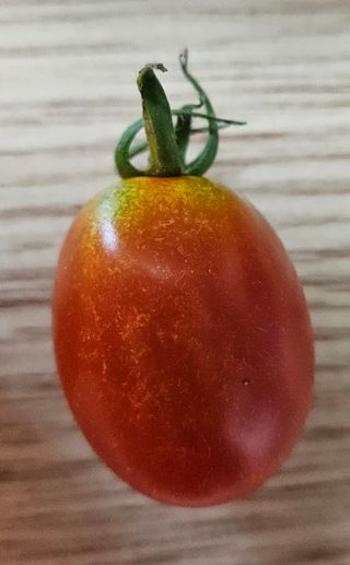 이정수님의 토마토 · 병해충상담 작성글 사진