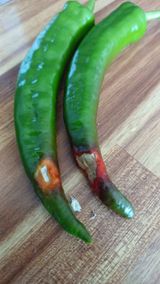 팜모닝 고추·병해충상담 게시글 이미지