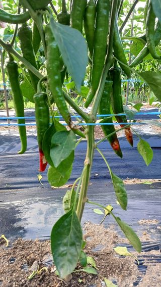 유경임님의 고추 · 병해충상담 작성글 사진