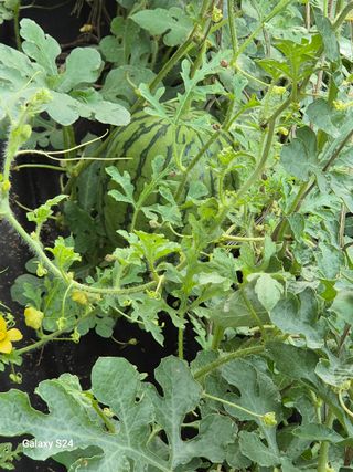 초보 농사꾼~~~ㅇ님의 자유주제 · 자유게시판 작성글 사진