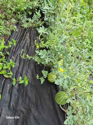 초보 농사꾼~~~ㅇ님의 자유주제 · 자유게시판 작성글 사진