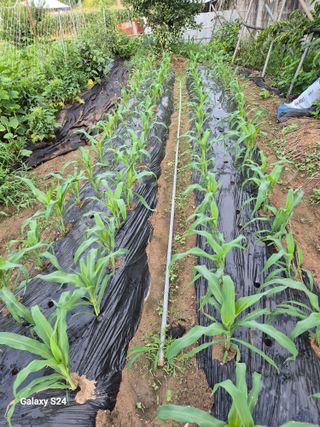 초보 농사꾼~~~ㅇ님의 자유주제 · 자유게시판 작성글 사진