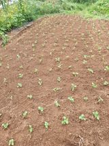 팜모닝 자유주제·자유게시판 게시글 이미지