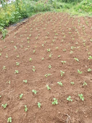 주옥님의 자유주제 · 자유게시판 작성글 사진