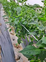 팜모닝 고추·병해충상담 게시글 이미지