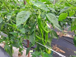 병찬님의 고추 · 병해충상담 작성글 사진