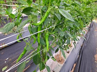 병찬님의 고추 · 병해충상담 작성글 사진