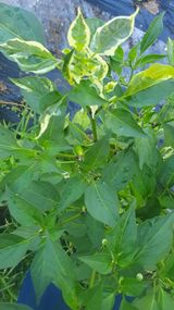 팜모닝 고추·병해충상담 게시글 이미지