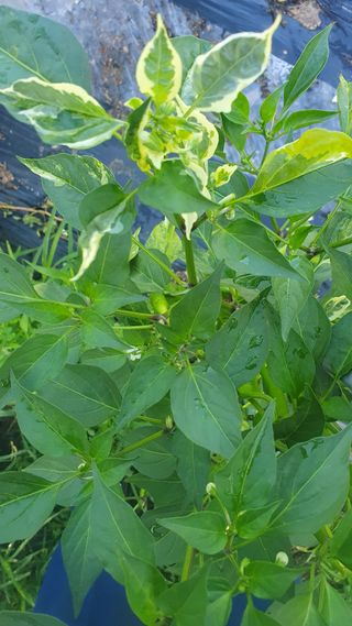 이병주님의 고추 · 병해충상담 작성글 사진