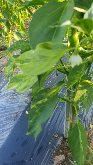 이병주님의 고추 · 병해충상담 작성글 사진