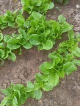 팜모닝 팜모닝·출석 게시글 이미지