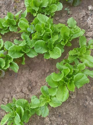 최성남님의 팜모닝 · 출석 작성글 사진