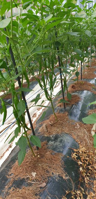 청림구관효님의 자유주제 · 자유게시판 작성글 사진