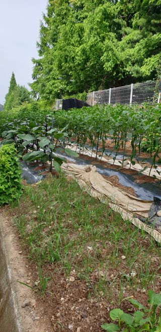 청림구관효님의 자유주제 · 자유게시판 작성글 사진