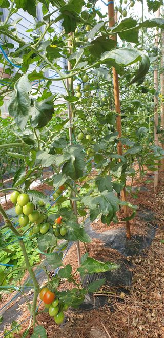 청림구관효님의 자유주제 · 자유게시판 작성글 사진