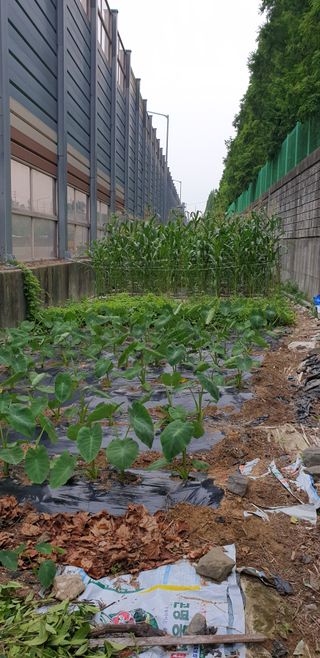 청림구관효님의 자유주제 · 자유게시판 작성글 사진