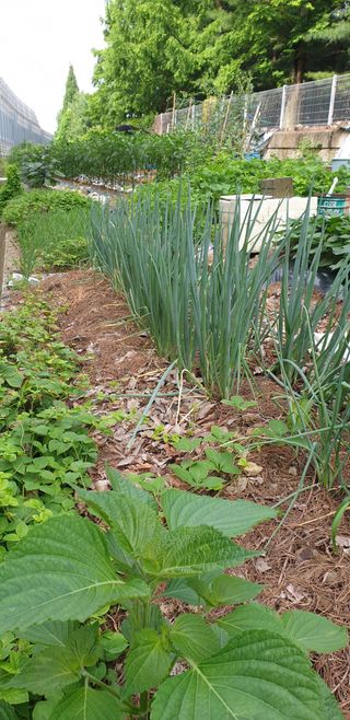 청림구관효님의 자유주제 · 자유게시판 작성글 사진
