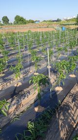 팜모닝 고추·영농일지 게시글 이미지