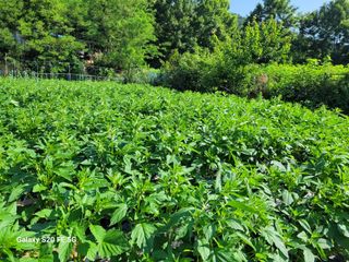 hkte님의 고추 · 일상 작성글 사진