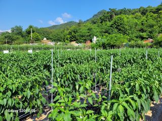 hkte님의 고추 · 일상 작성글 사진