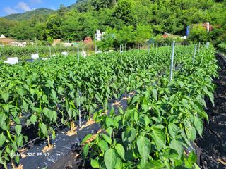 hkte님의 고추 · 일상 작성글 사진